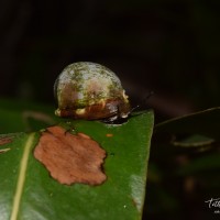 8 Marine Snails